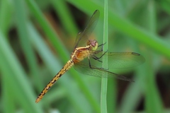 Diplacodes melanopsis