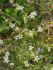 Leptospermum semibaccatum