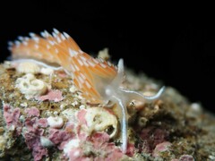 Flabellina