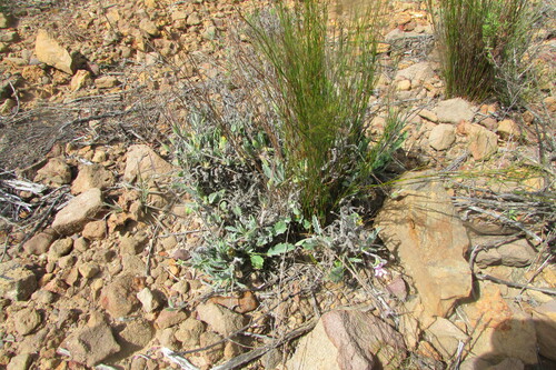 Image of Pelargonium oenotherae by (c) James Deacon, some rights reserved (CC BY-SA)