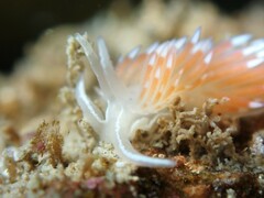 Flabellina