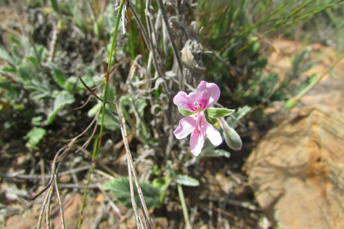 Image of Pelargonium oenotherae by (c) James Deacon, some rights reserved (CC BY-SA)