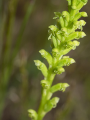 Microtis unifolia