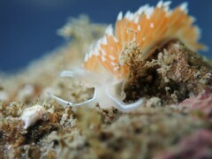 Flabellina