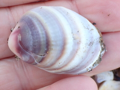 Austrovenus stutchburyi