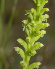 Microtis unifolia