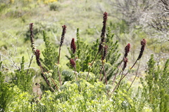 Melianthus major