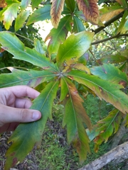 Pseudopanax crassifolius × lessonii