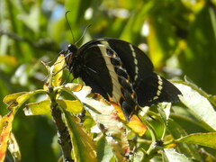 Papilio garamas