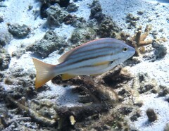 Lutjanus carponotatus