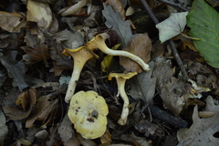 Cantharellus ferruginascens
