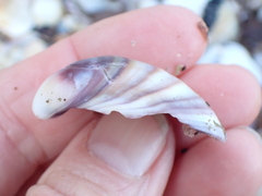 Austrovenus stutchburyi