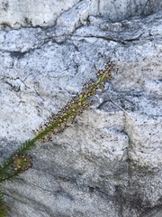 Microdon dubius