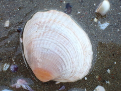 Austrovenus stutchburyi