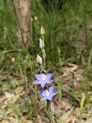 Thelymitra pauciflora
