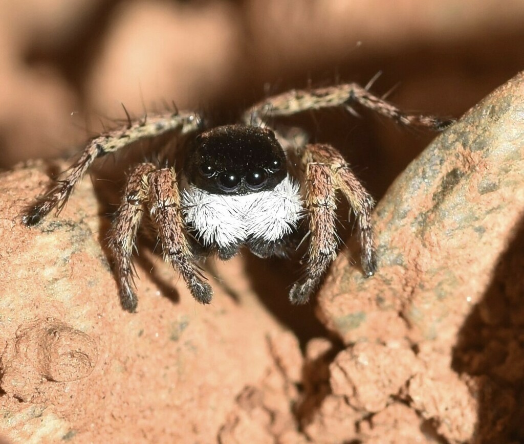 Leipold's Feline Jumping Spider