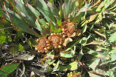 Protea laevis