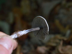Tephrocybe rancida