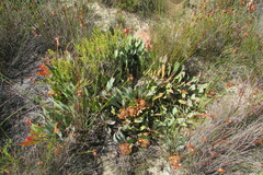Protea laevis