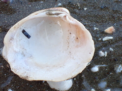 Austrovenus stutchburyi