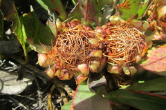 Protea laevis
