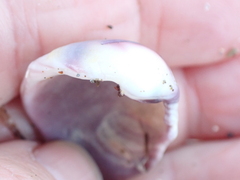 Austrovenus stutchburyi
