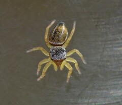 Heliophanus equester