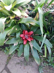 Heliconia