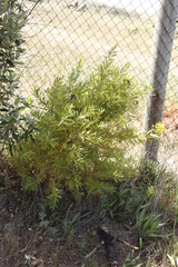 Hypericum canariense