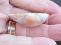 Austrovenus stutchburyi