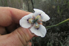 Moraea caeca