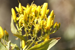 Hypericum canariense