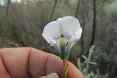 Moraea caeca