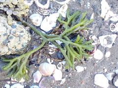 Codium