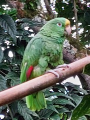 Amazona ochrocephala