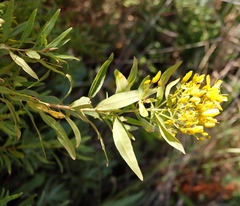Hypericum canariense