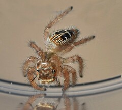 Thyene imperialis