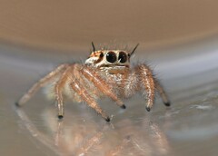 Thyene imperialis