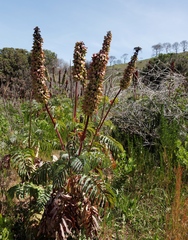 Melianthus major