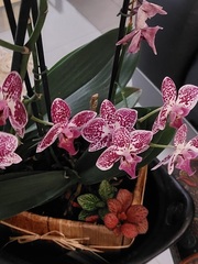 Vandoideae