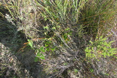 Protea acaulos