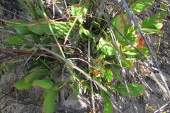 Protea acaulos