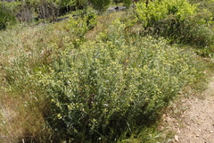 Senecio pterophorus