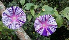 Ipomoea mitchelliae