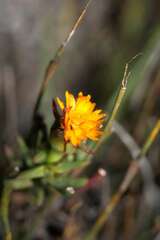 Lampranthus bicolor