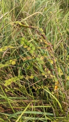 Phyllodium pulchellum