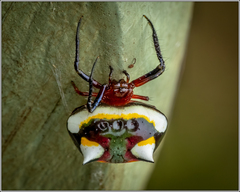 Poecilopachys australasia