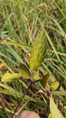 Phyllodium pulchellum