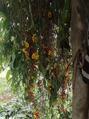 Thunbergia mysorensis
