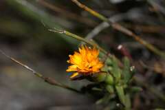 Lampranthus bicolor